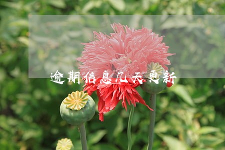 逾期信息几天更新