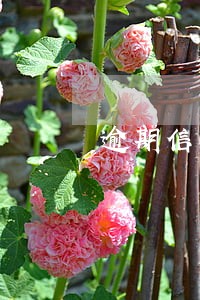 逾期信息怎么消除