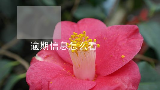 逾期信息怎么看 逾期信息怎么看