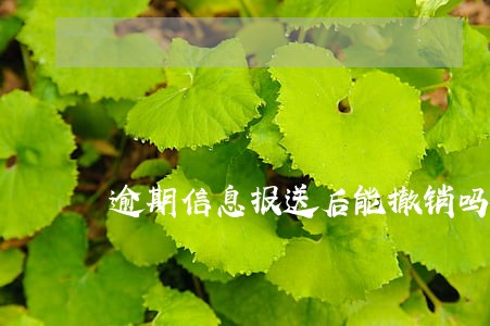 逾期信息报送后能撤销吗 逾期信息报送后能撤销吗
