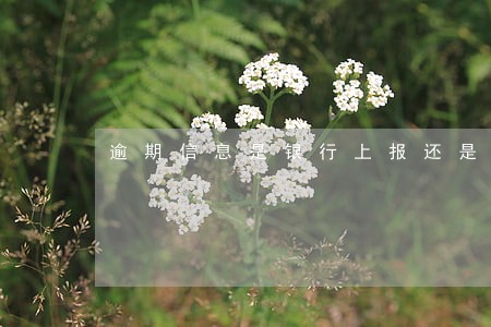 逾期信息是银行上报还是自动 逾期信息是银行上报还是自动