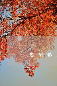 逾期信息汇总中月份数是9