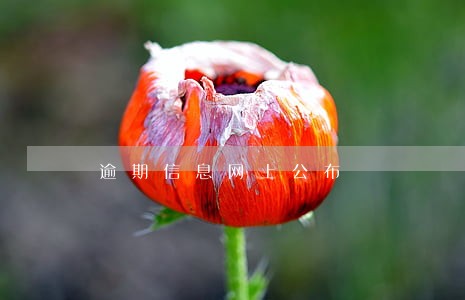 逾期信息网上公布 逾期信息网上公布