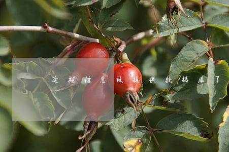 逾期信息被提供数据库了怎么办 逾期信息被提供数据库了怎么办