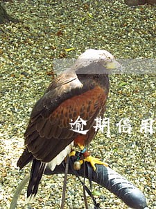 逾期信用一般多久恢复 逾期信用一般多久恢复