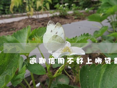 逾期信用不好上哪贷款 逾期信用不好上哪贷款