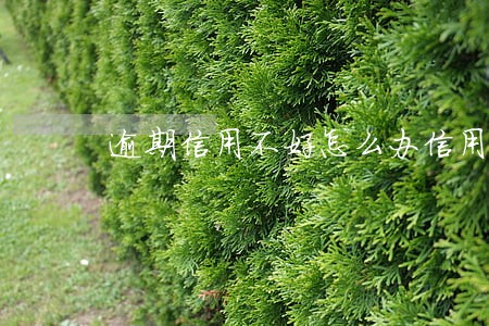 逾期信用不好怎么办信用卡 逾期信用不好怎么办信用卡