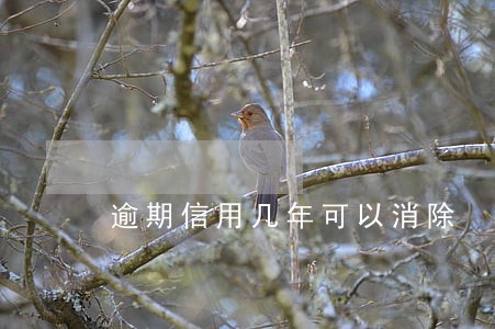 逾期信用几年可以消除