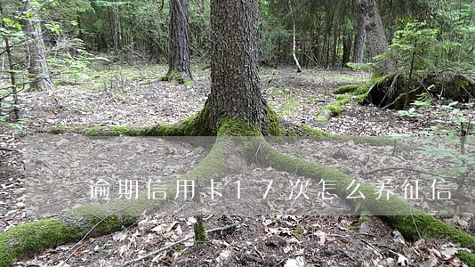 逾期信用卡17次怎么养征信 逾期信用卡17次怎么养征信