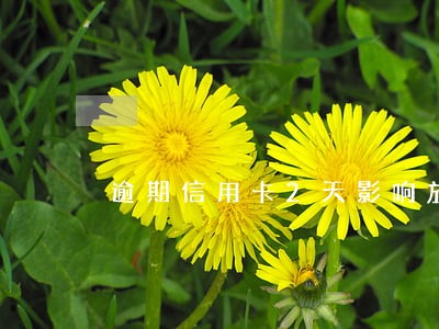 逾期信用卡2天影响放款 逾期信用卡2天影响放款