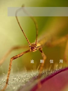 逾期信用卡5年以上打