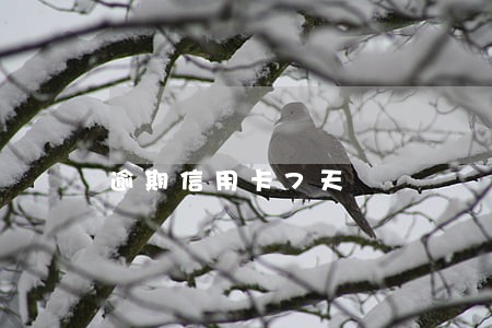 逾期信用卡7天 逾期信用卡7天