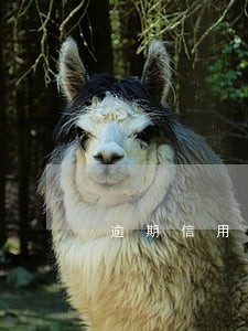 逾期信用卡一天怎么办 逾期信用卡一天怎么办