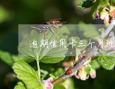 逾期信用卡三个月被停卡后 逾期信用卡三个月被停卡后