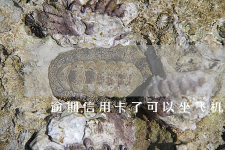 逾期信用卡了可以坐飞机吗 逾期信用卡了可以坐飞机吗