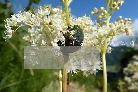 逾期信用卡会有司法上门吗