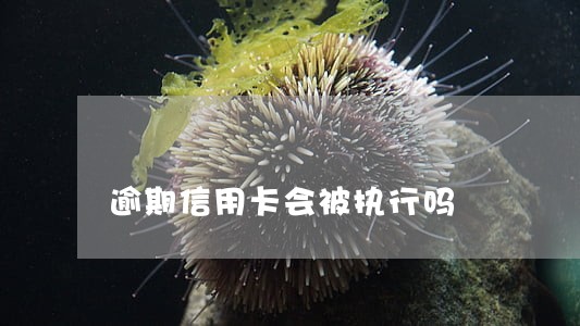 逾期信用卡会被执行吗 逾期信用卡会被执行吗