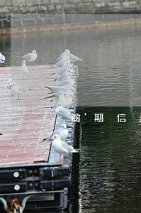 逾期信用卡停用了多久恢复 逾期信用卡停用了多久恢复