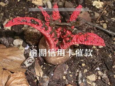 逾期信用卡催款