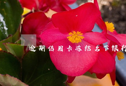 逾期信用卡冻结名下银行卡 逾期信用卡冻结名下银行卡