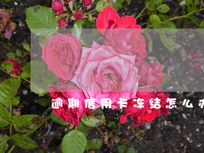 逾期信用卡冻结怎么办 逾期信用卡冻结怎么办