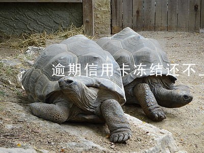 逾期信用卡冻结还不上 逾期信用卡冻结还不上