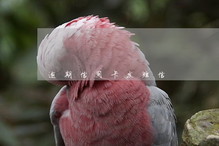 逾期信用卡发短信