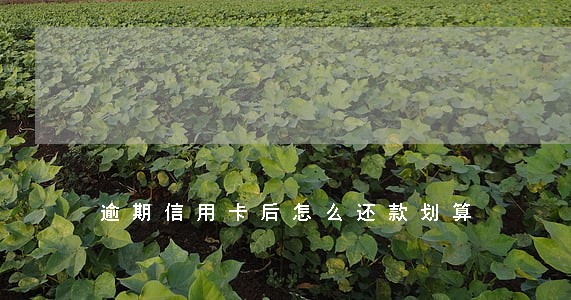 逾期信用卡后怎么还款划算