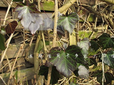 逾期信用卡多久上征信 逾期信用卡多久上征信