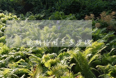 逾期信用卡多少钱 逾期信用卡多少钱