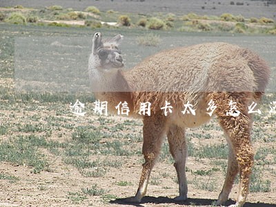 逾期信用卡太多怎么还款 逾期信用卡太多怎么还款
