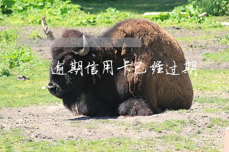 逾期信用卡已经过期