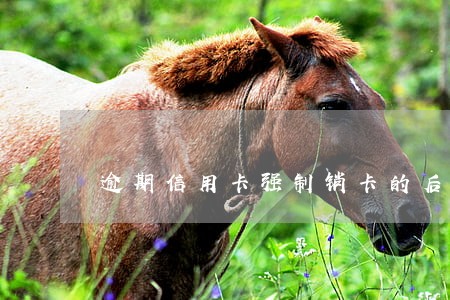 逾期信用卡强制销卡的后果