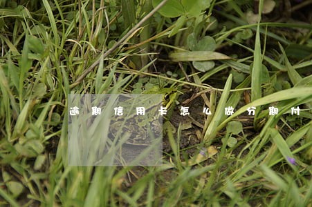 逾期信用卡怎么做分期付款