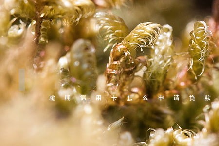 逾期信用卡怎么申请贷款 逾期信用卡怎么申请贷款