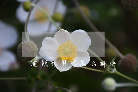 逾期信用卡怎么解决 逾期信用卡怎么解决