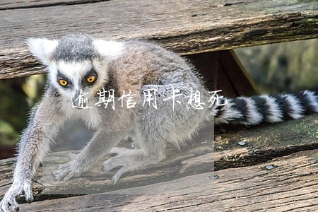 逾期信用卡想死