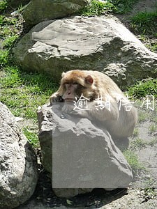 逾期信用卡有额度异常 逾期信用卡有额度异常
