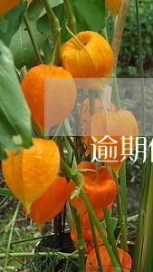 逾期信用卡本金5000 逾期信用卡本金5000