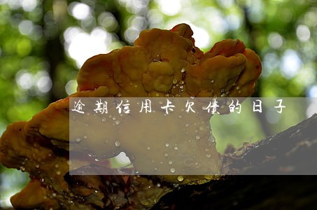 逾期信用卡欠债的日子