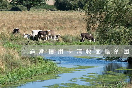 逾期信用卡清收面临的困难