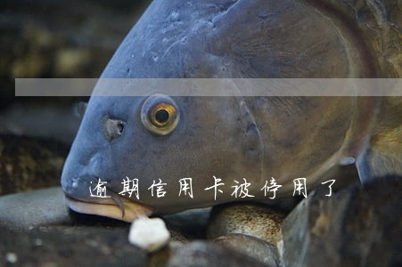 逾期信用卡被停用了 逾期信用卡被停用了