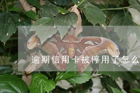 逾期信用卡被停用了怎么办 逾期信用卡被停用了怎么办