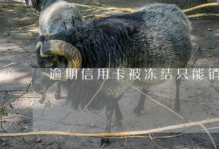 逾期信用卡被冻结只能销卡 逾期信用卡被冻结只能销卡