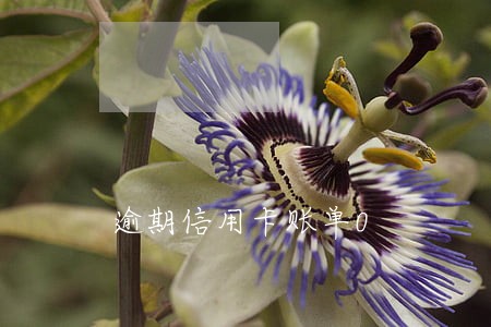 逾期信用卡账单0 逾期信用卡账单0