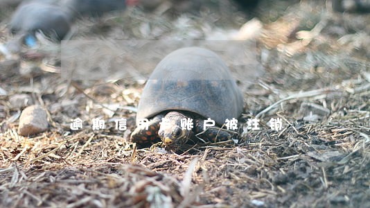 逾期信用卡账户被注销 逾期信用卡账户被注销