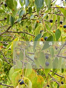 逾期信用卡还完怎么用 逾期信用卡还完怎么用