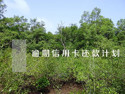 逾期信用卡还款计划 逾期信用卡还款计划