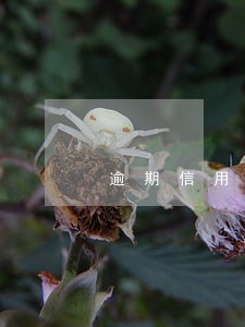 逾期信用卡还清影响房贷吗 逾期信用卡还清影响房贷吗