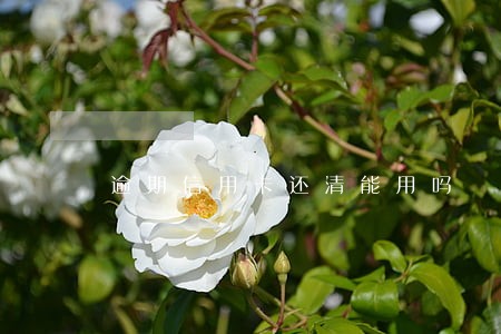 逾期信用卡还清能用吗 逾期信用卡还清能用吗